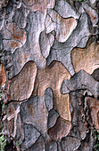 Scots pine bark abstract