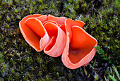 Orange-peel fungus