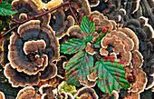 Many-zoned polypore or turkey-tail