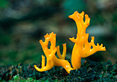 Jelly antler-fungus