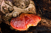 Beefsteak fungus
