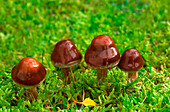 Webcap fungus