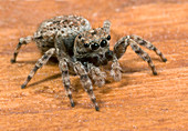 Jumping spider