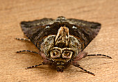 Spectacle moth