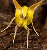 Canary-shouldered thorn moth