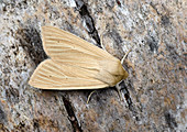 Common wainscot moth