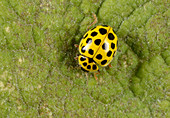 22-spot ladybird