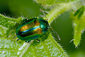 Mint beetle