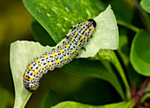 Berberis sawfly larva