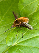 Bee-fly