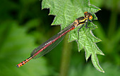 Large red damselfly