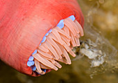 Beadlet anemone