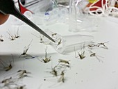 Mosquito Research