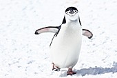 Chinstrap penguins Pygoscelis antarctica