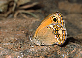 Dusky heath butterfly
