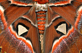 Giant atlas moth