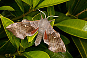 Poplar hawk-moth
