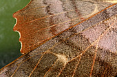 Poplar hawk-moth wing