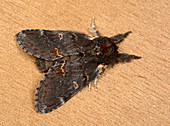 Iron prominent moth