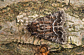 Straw underwing moth