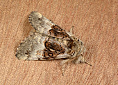 Nut-tree tussock moth