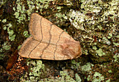 Treble-lines moth