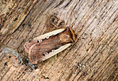 Flame shoulder moth