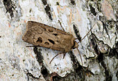 Heart and dart moth