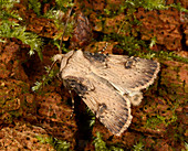 Shuttle-shaped dart moth