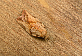 Light brown apple moth
