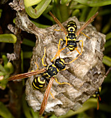 European paper wasps and nest