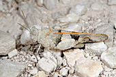 Red-winged grasshopper