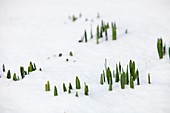 Daffodils pushing up through the snow