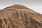 Trees planted in Loess deposits