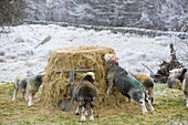Herdwick Sheep feeding on hay