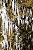 Icicles at Tilberthwaite