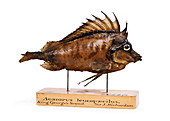 Congiopodus leucopaecilus fish