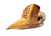 Carved Hornbill Skull