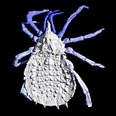 Haptopod arachnid,Micro-CT scan