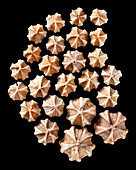 Fossil blastoids