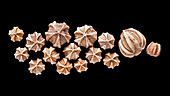 Fossil blastoids