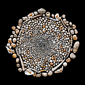 Foraminifera from Challenger expedition