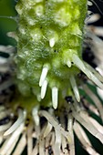 Root formation on a tomato cutting