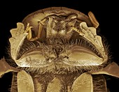 Head of a dung beetle. SEM