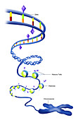Epigenetic code,illustration