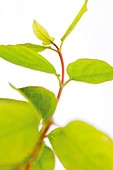 Plant shoot and leaves