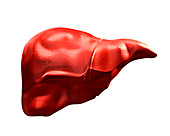 Liver,illustration