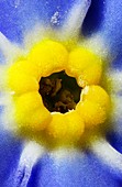 Forget-Me-Not,light micrograph