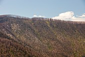 Burnt out forest at Marysville,Australia