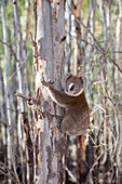 Koala Bear,Barmah Forest,Australia